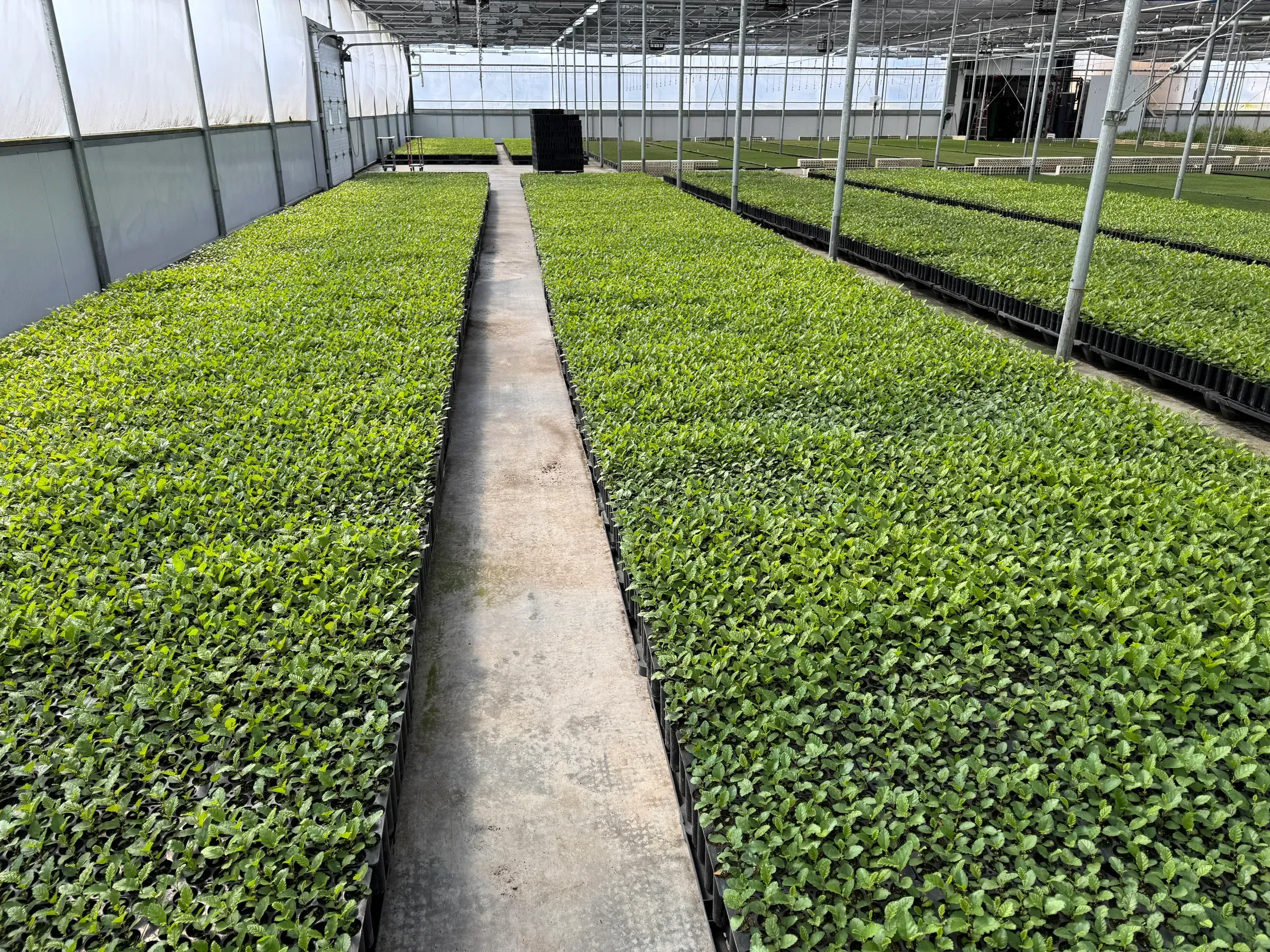 Plants de feuillus en croissance dans les parcelles de la pépinière