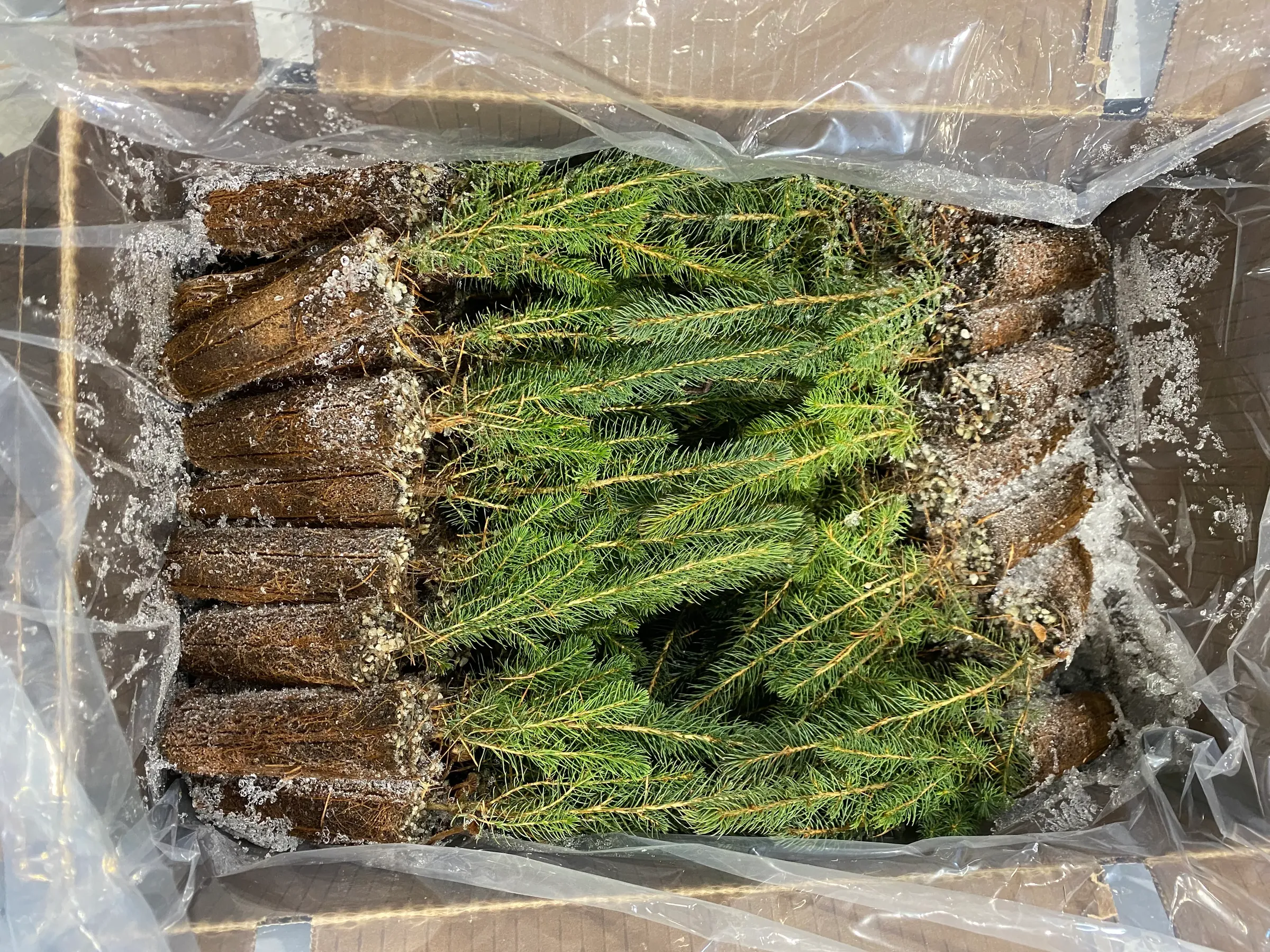Plants forestiers en entreposage hivernal pour la conservation par congélation